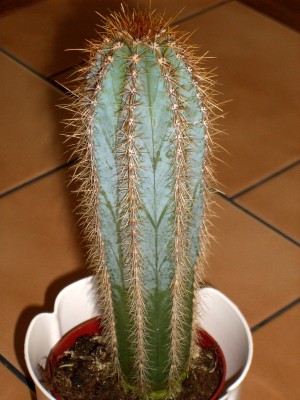 Cereus.JPG