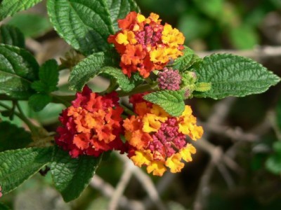 Lantana.jpg