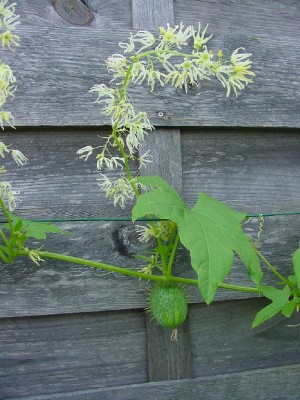 Decumis Blüte und Frucht.jpg