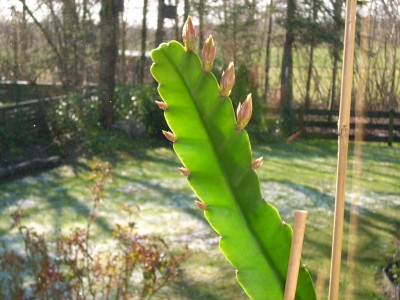 Hurra er hat Knospen.jpg