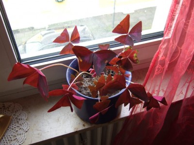 DSCF1666.jpg