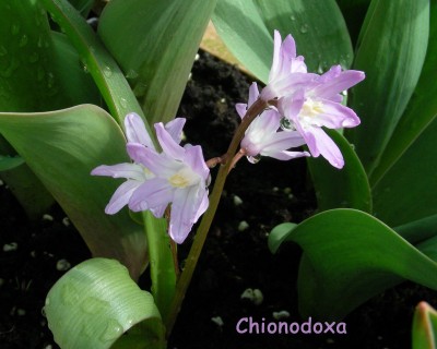 Chionodoxa w.jpg