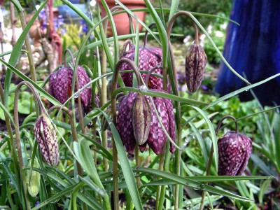 Schachbrettblumen w.jpg