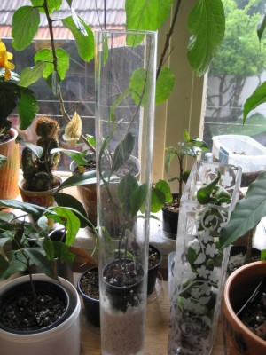 Hoya Australis im Glas.JPG