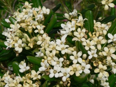 Pittosporum.jpg