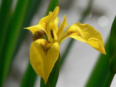Iris pseudacorus.jpg
