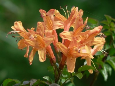 Pyrostegia venusta.jpg