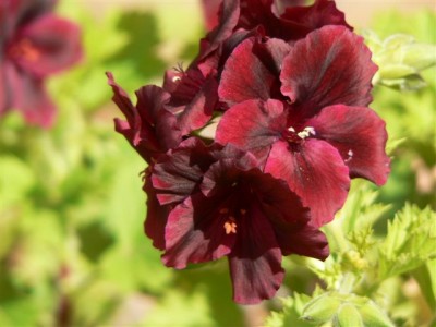 Horsts Pflanzen 191.jpg