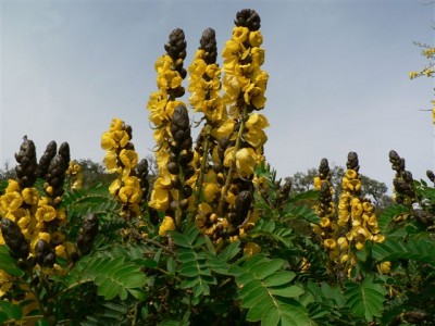 Cassia didymobotrya.jpg