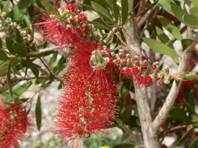 Callistemon.jpg