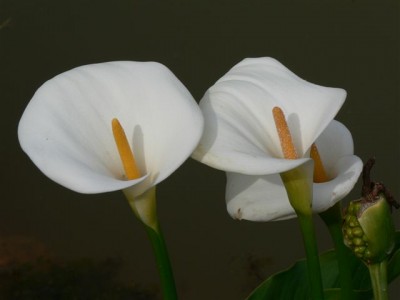 Calla.jpg