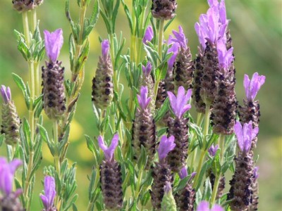 Lavandula stoechas.jpg