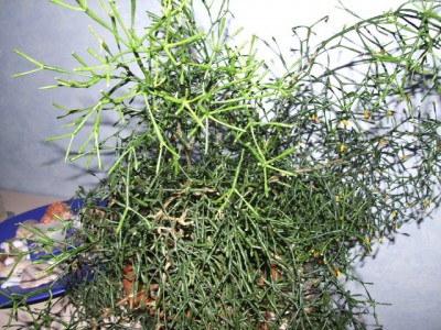 DSCF2100.JPG