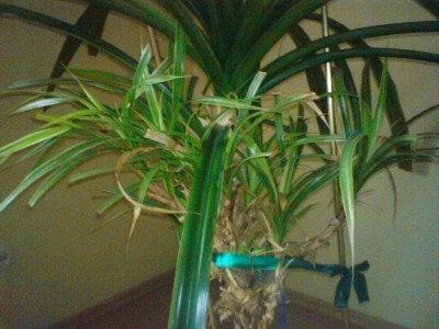 palme.JPG