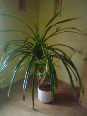 palme3.JPG