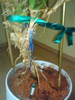 palme4.JPG