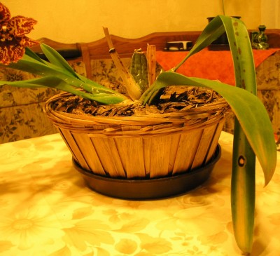 Odontogl_0408_Blattflöecken.jpg