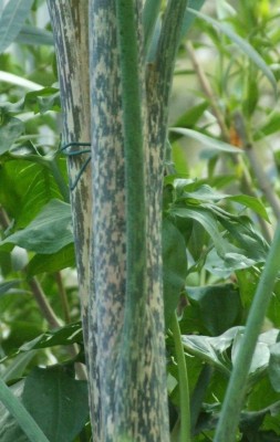 DSCF2141.JPG