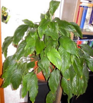 Einblatt-Spathiphyllum.JPG