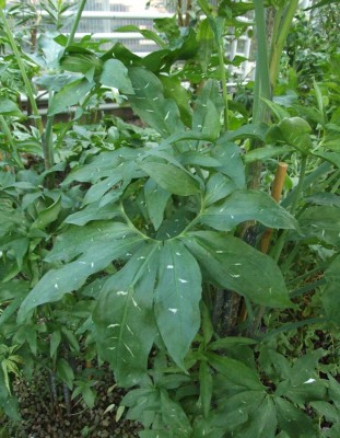 DSCF2135.JPG