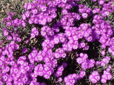 Horsts Pflanzen 156.jpg