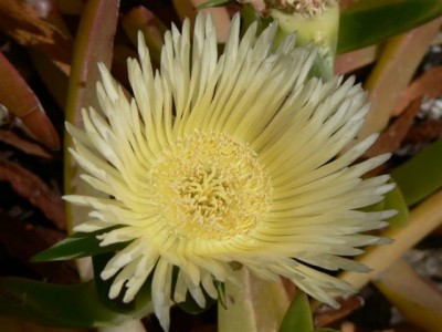 Horsts Pflanzen 187.jpg