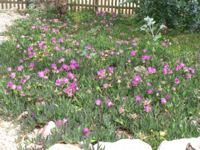 Horsts Pflanzen 192.jpg