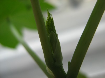 ricinus 1.jpg