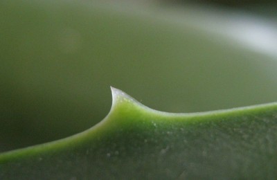 aloe 1.jpg