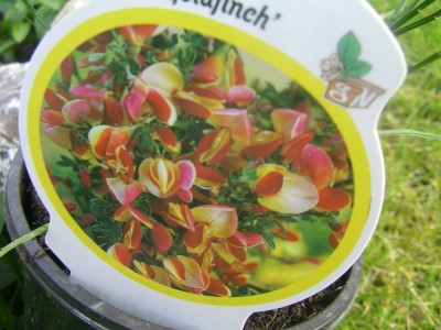 neue pflanzen 012.JPG