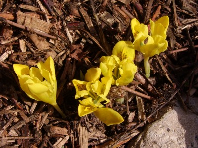 Garten 100207 007.jpg