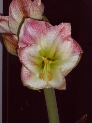 A 019.JPG