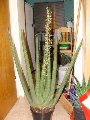 Meine Bilder 489a.jpg