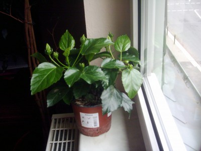 Hibi weiß o. gelb.JPG