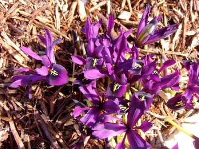 Garten 100207 005a.jpg