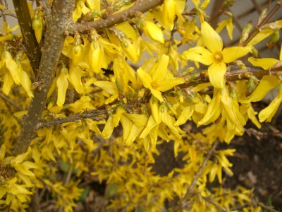 Forsythie (2) - Kopie.JPG
