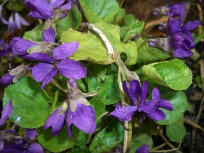 Duft-Veilchen (2).JPG