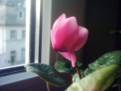 Alpenveilchen 08.04..JPG