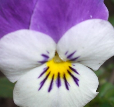 viola - Kopie (2).JPG