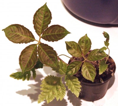 DSCF2163.JPG