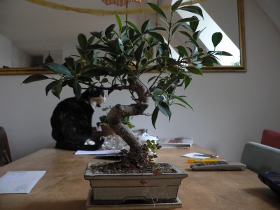 Bonsai mit Juli.JPG