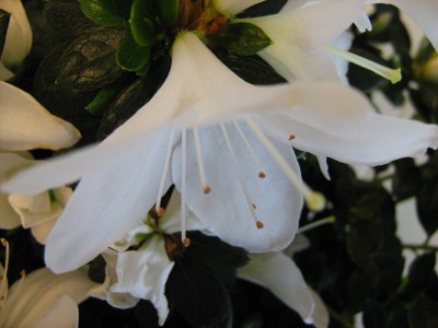 azalee blüte.jpg