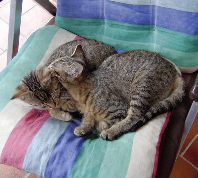Lisa und Bommelchen.JPG