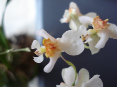 April 2008 009.jpg
