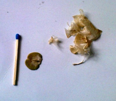 afrikanischer tulpenbaum 2008-04-02.jpg