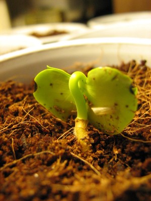 afrikanischer tulpenbaum 2008-04-09.jpg