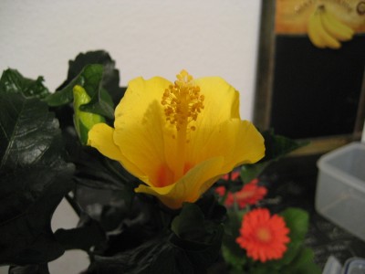 hibiskus gelb.JPG