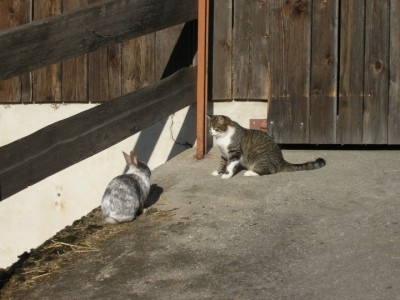 kaninchen.JPG