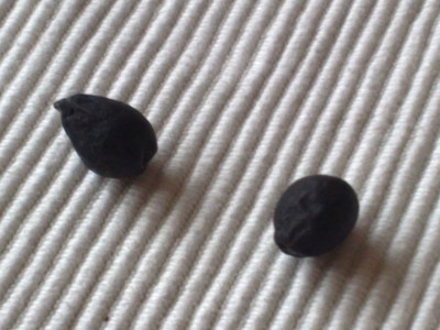 Photo neu 333.jpg