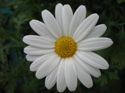 IMG_4880 Margerite.JPG